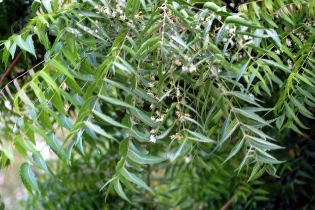 la_neem_thao_moc_lam_dep_da_hieu_qua